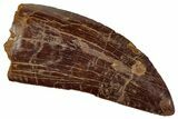 Serrated, Carcharodontosaurus Tooth - Real Dinosaur Tooth #242611-1